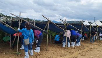 노랑풍선, 금산 인삼 주제 ‘K-미식벨트 미식투어’ 출시