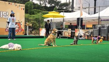 "댕댕이와 추억 쌓아요"…서울 자치구, 반려동물 축제 '주목'[동네방네]
