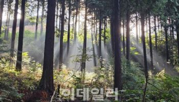 녹두장군의 한(恨), 문수산 편백숲이 보듬는다
