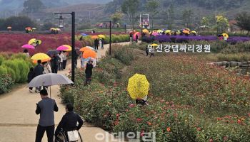 연천 댑싸리정원 21만명↑ 찾아…수도권 대표 관광지 '자리매김'