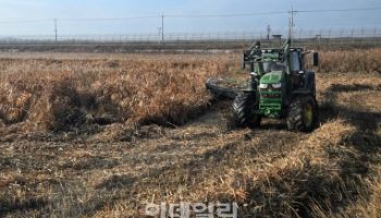 경기도, 한강하구 자생 갈대 사료화…축산 사료비 부담↓