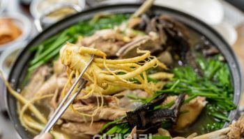 삼(蔘)의 향기를 따라 비단 산을 찾아가다 