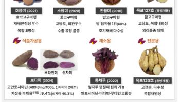 국산 고구마 점유율 41% 돌파…2030년까지 50% 목표