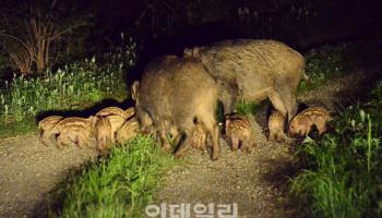 야생동물 시민 위협하지만…`고령의 엽사`만 남았다