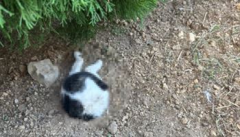 "입에 피 가득" 땅에 묻힌 채 숨진 고양이…경찰, 수사 착수
