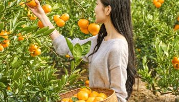 제주신라호텔, 감귤·레몬 체험 더한 ‘시트러스 제주’ 운영