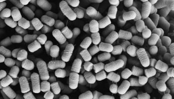 장 속 미생물이 전신 건강 토대를 이루는 이유