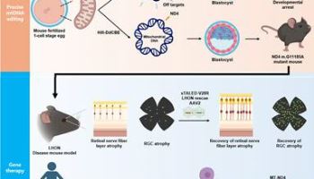 미토콘드리아 유전질환 ‘레버씨 시신경 위축증’ 유전자 교정 치료 성공