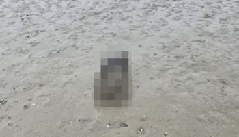 고양이 철창에 가둬 '갯벌'에 익사...범인 황당 변명