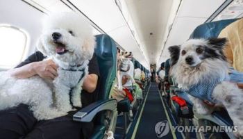 올해 대한항공 타고 해외 간 ‘댕냥이’ 3만마리 넘어