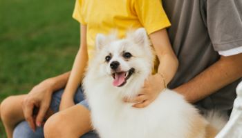 반려견 때문에 2세 계획 거부하는 남편…이혼 사유 될까