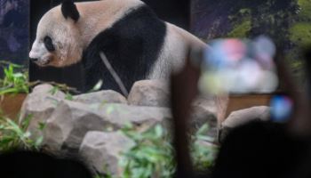 중일갈등 불똥…일본서 50여년만에 판다 사라진다