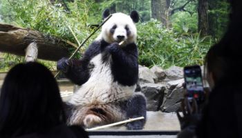 中과 갈등 때문…日 53년 만에 ‘판다 없는 나라’ 된다