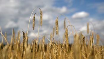 빵·국수 값 내릴까…올해 전세계 밀 ‘풍년’