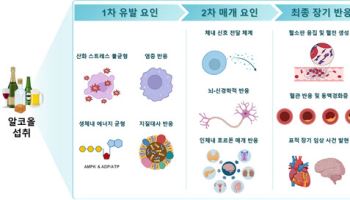'술 한 잔'도 심장에 독, "심혈관에 안전한 음주는 없다"