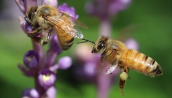 프로폴리스 추출물, 아토피 완화한다…면역세포 조절 효과
