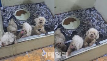 "혹시 우리 강아지도"…브루셀라병 김포서 또, '조용한 전파' 우려