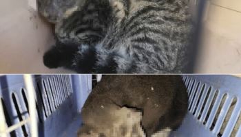 대전서 길고양이 잔혹 학대 "사태 심각"…경찰 수사 착수
