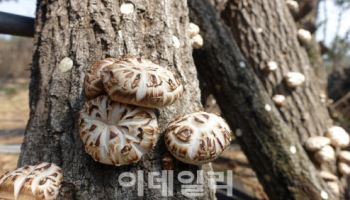 중국산 표고·베트남산 대추가 국산?…K푸드 위상 ‘흔들’