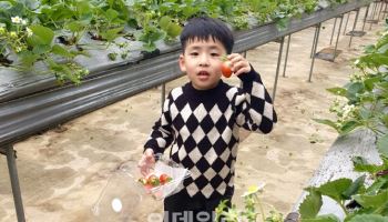 “아이들과 감귤 따고 놀아요”…켄싱턴 ‘농장 체험 패키지’ 출시
