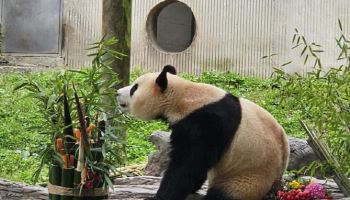 동물단체 “판다 대여 재검토해야…상업적 활용 정당화할 뿐”