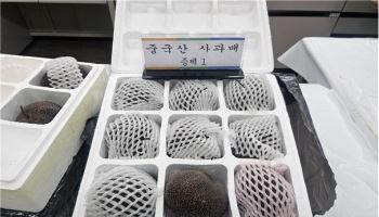 1150톤 규모 중국산 사과·배 등 불법 수입한 일당 적발