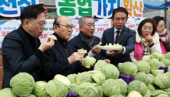  제주 달코미 양배추 시식행사