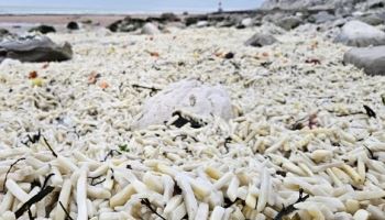 “소름”…감자튀김으로 뒤덮인 英 해변, 무슨 일?