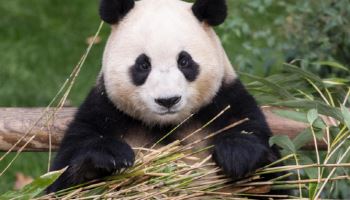 푸바오 돌아오나…기후장관 “남자친구랑 같이 오도록 노력”