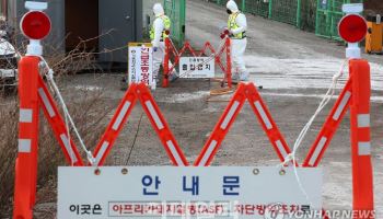 전남 영광 돼지농장서 아프리카돼지열병 발생