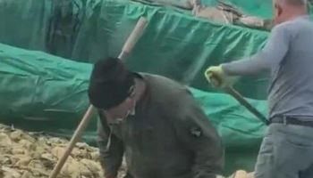 "한국도 수입하는데" 경악...중국 '재떨이 배추' 공장, 결국