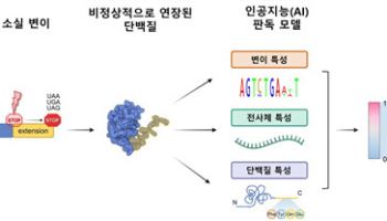 AI가 찾아낸 희귀질환과 암의 ‘숨은 범인’ 종결 코돈 변이 병원성 입증