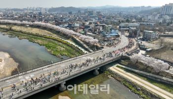 ‘환상의 벚꽃로드’ 영주소백산마라톤, 4월5일 꽃길 레이스
