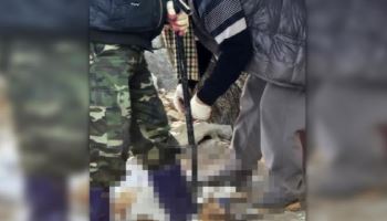 공공기관서 반려견 3마리 입양해 잡아먹은 70대, 경찰 조사