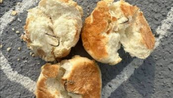 '낚싯바늘 박힌 빵'이 반려견 놀이터에…용의자 투척 영상확보