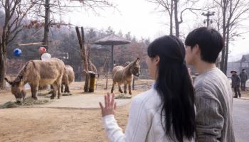 "직접 걸어서 에버랜드 로스트밸리 사파리 체험하세요"