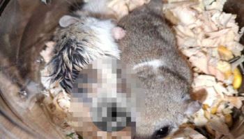“청소기로 흡입” 햄스터 학대 생중계 30대 송치…수사 중 입양까지