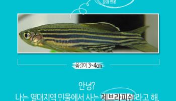 열대어로 ‘젊은 급사 원인’ 찾았다…심근병증 발병 기전 규명