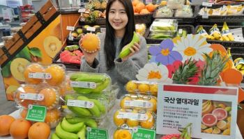 사과밭 밀어낸 'K망고'…기후위기가 바꾼 프리미엄 디저트 지도