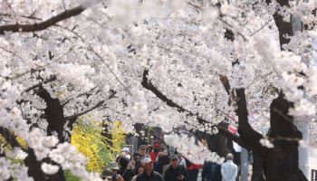 벚꽃, 구경도 못했는데 벌써 끝?…“오늘 밤부터 전국 비바람”