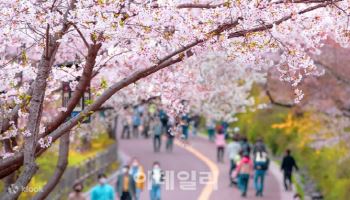 외국인도 벚꽃 따라 지방으로…클룩, 충청 상품 트래픽 360%↑