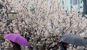 전국에 강한 비바람…제주·남해안 시간당 최대 50㎜ 물폭탄