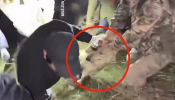 "집 나가면 개고생, 아니 늑대 고생"...늑구 생포 영상 보니