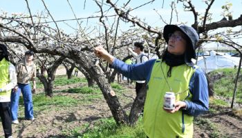 송춘수 농협손보 대표, 경기 안성 배 농가 찾아 농촌 일손돕기 실시