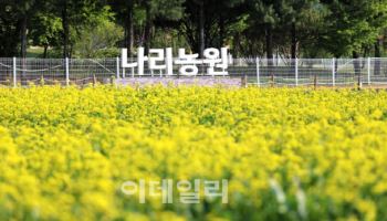 청보리·유채꽃 화려한 양주나리농원 내달 9~17일 무료 개방