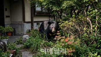 한국은 대전 '늑구', 일본은 센다이 주택가 '곰' 생포