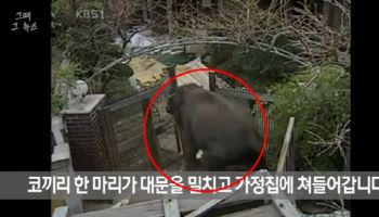 "서울 한복판에 코끼리 6마리가?"…탈출 대소동 