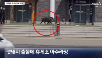 휴게소에 웬 멧돼지가?…女 화장실 문을 '쿵쿵'
