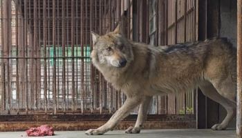 이장우표 '오월드 개편' 논란…대전시장 선거 흔드는 '늑구'