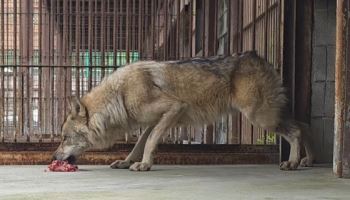 "왜 바닥에 밥주냐" 늑구맘 극성에 결국…